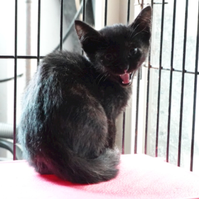 臺南市動物之家灣裡站,編號:443562, 混種貓                 