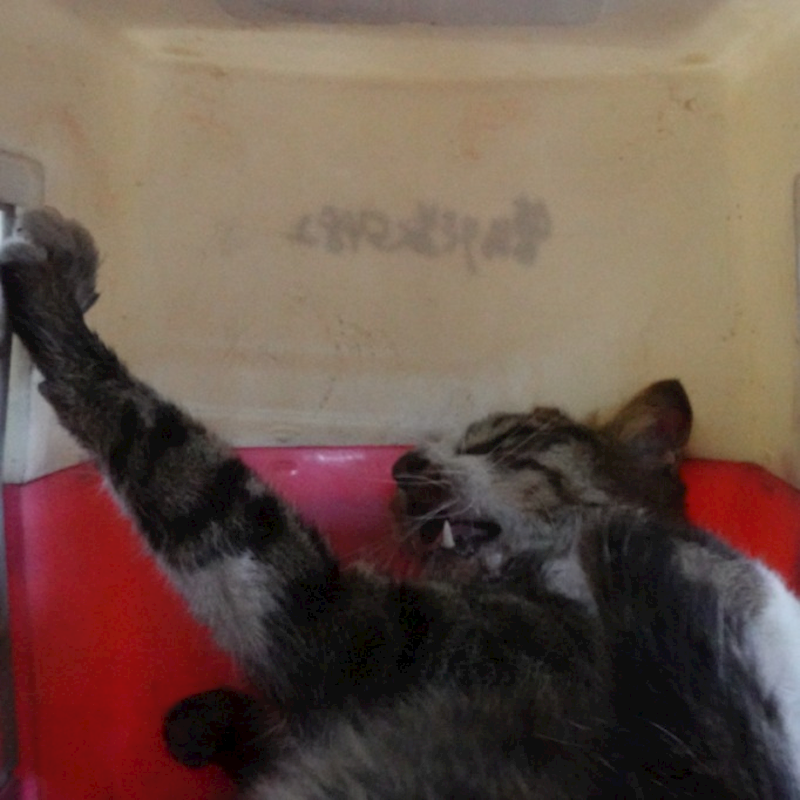 臺南市動物之家灣裡站,編號:439758, 混種貓                 