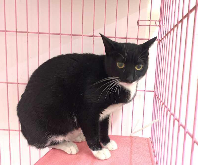 臺北市動物之家,編號:444138, 混種貓                 