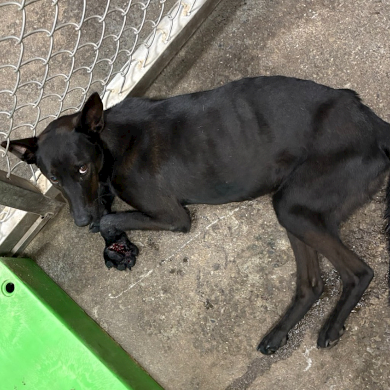 臺東縣動物收容中心,編號:445998, 混種犬          