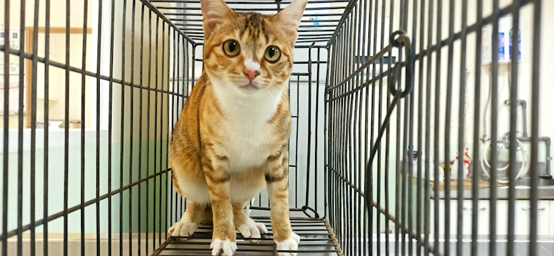 金門縣動物收容中心,編號:447003, 混種貓                 