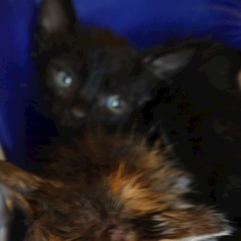 臺南市動物之家灣裡站,編號:446039, 混種貓                 