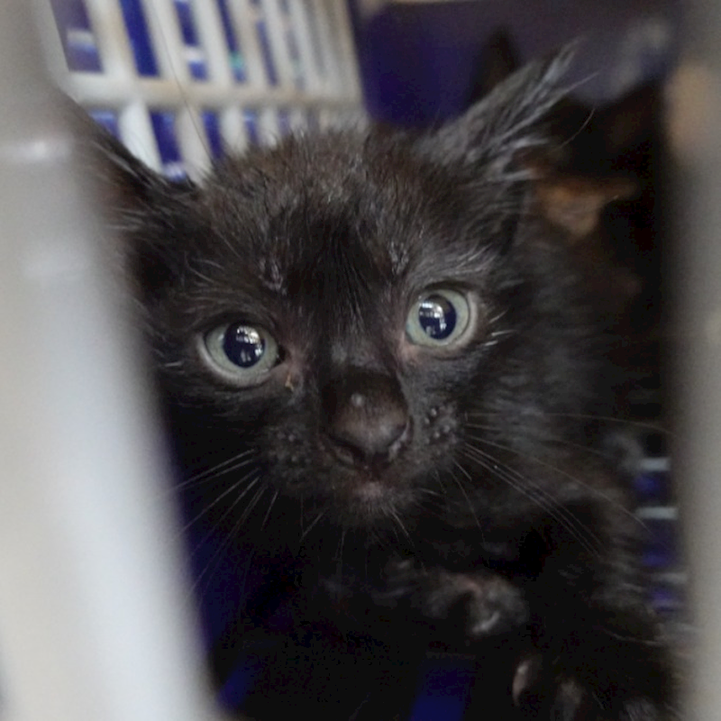 臺南市動物之家灣裡站,編號:446038, 混種貓                 