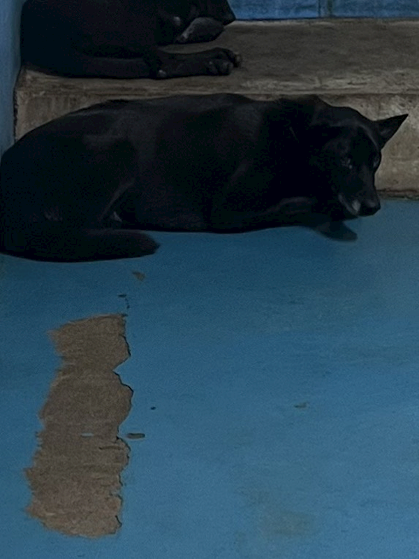 苗栗縣動物保護教育園區,編號:446962, 混種犬          