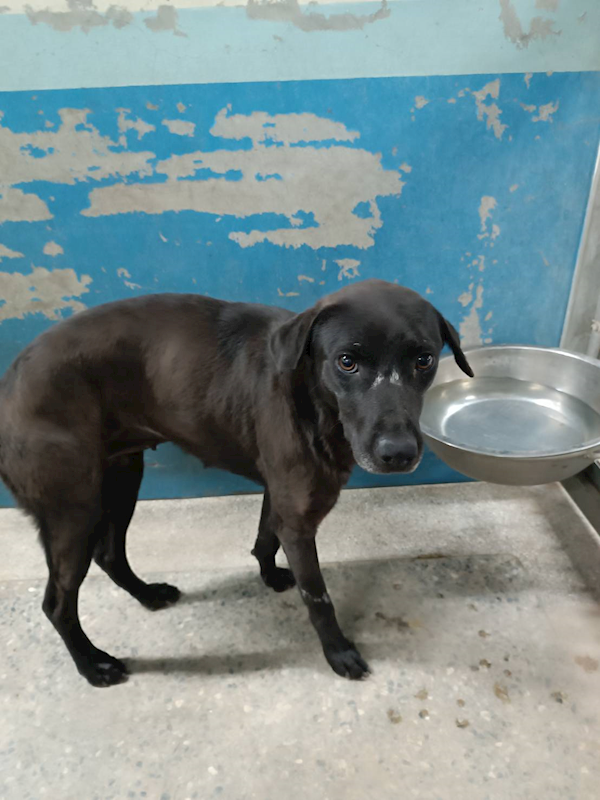 苗栗縣動物保護教育園區,編號:446971, 混種犬          