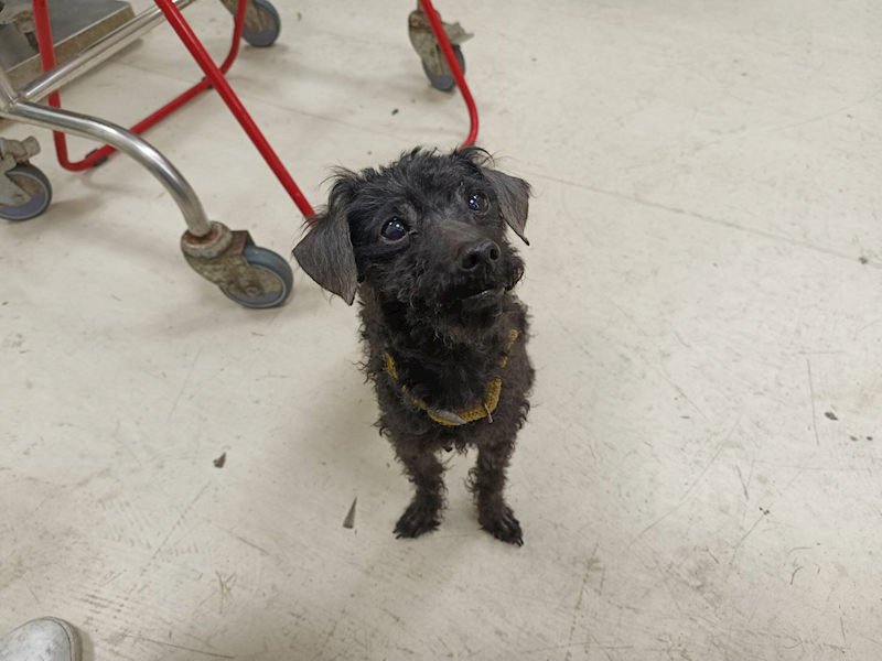 新竹市動物保護教育園區,編號:446970, 貴賓犬        