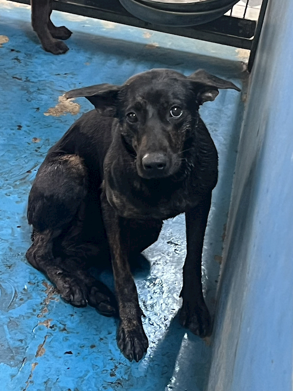 苗栗縣動物保護教育園區,編號:446964, 混種犬          