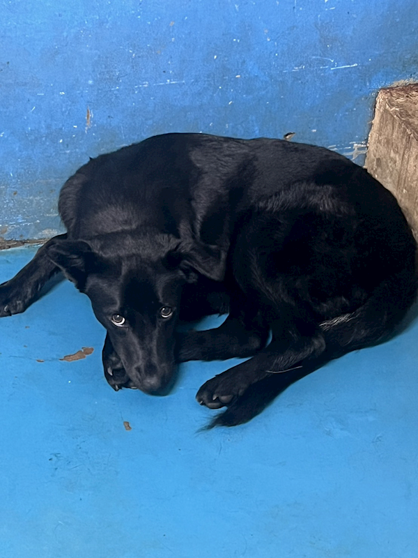 苗栗縣動物保護教育園區,編號:446963, 混種犬          