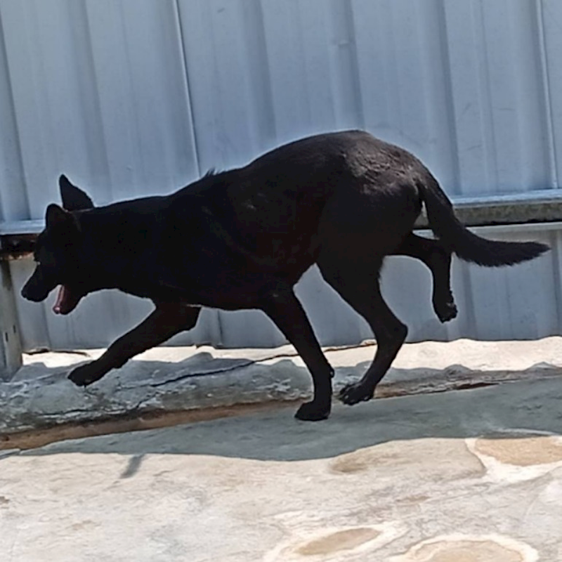 雲林縣流浪動物收容所,編號:185297, 混種犬          