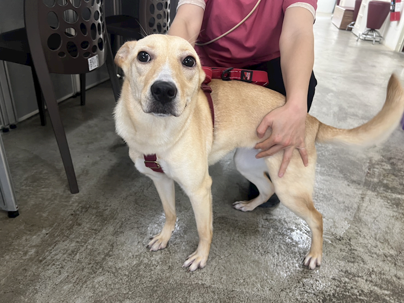 臺北市動物之家,編號:446918, 混種犬          