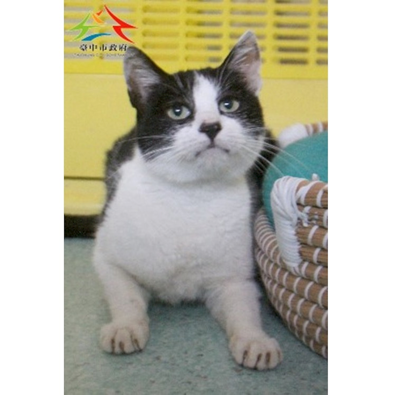 臺中市動物之家后里園區,編號:443989, 混種貓                 