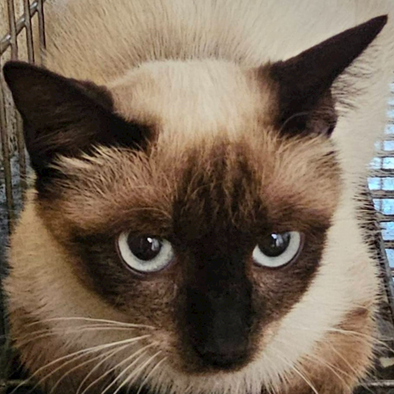 澎湖縣流浪動物收容中心,編號:447018, 暹羅貓                 