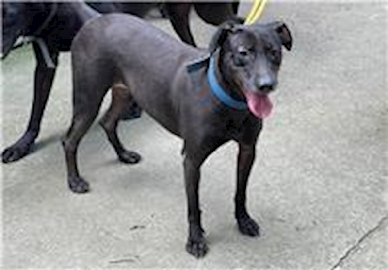 臺北市動物之家,編號:203131, 混種犬          