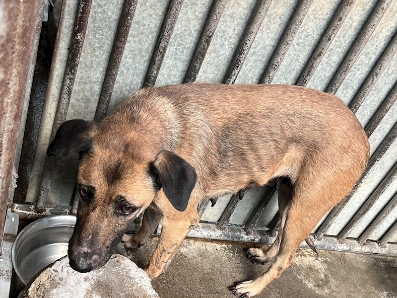 彰化縣流浪狗中途之家,編號:446915, 混種犬          