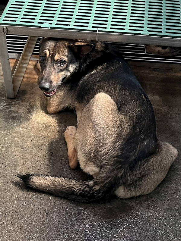 彰化縣流浪狗中途之家,編號:446913, 混種犬          