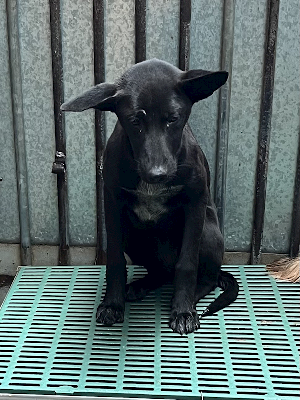 彰化縣流浪狗中途之家,編號:445754, 混種犬          