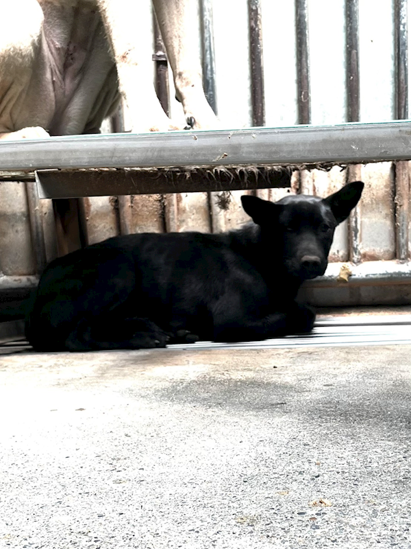 彰化縣流浪狗中途之家,編號:445260, 混種犬          