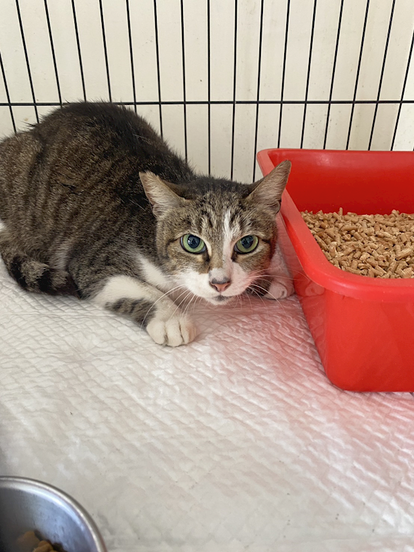 基隆市寵物銀行,編號:446435, 混種貓                 