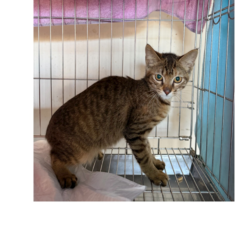 基隆市寵物銀行,編號:445140, 混種貓                 