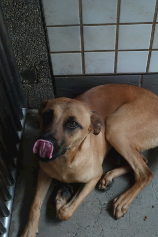 宜蘭縣流浪動物中途之家,編號:447139, 混種犬          