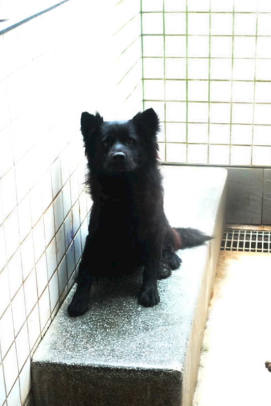 宜蘭縣流浪動物中途之家,編號:447138, 混種犬          