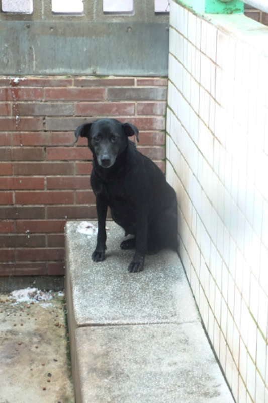 宜蘭縣流浪動物中途之家,編號:446848, 混種犬          