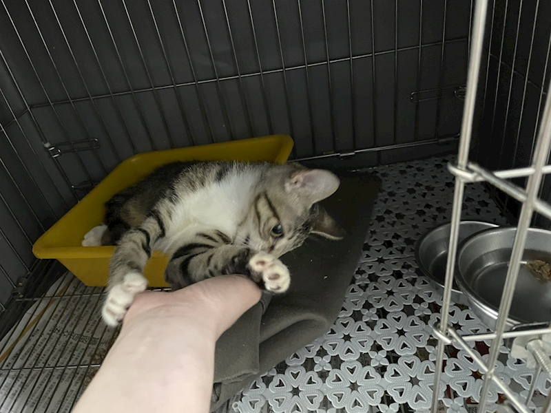 新北市板橋區公立動物之家,編號:447004, 混種貓                 