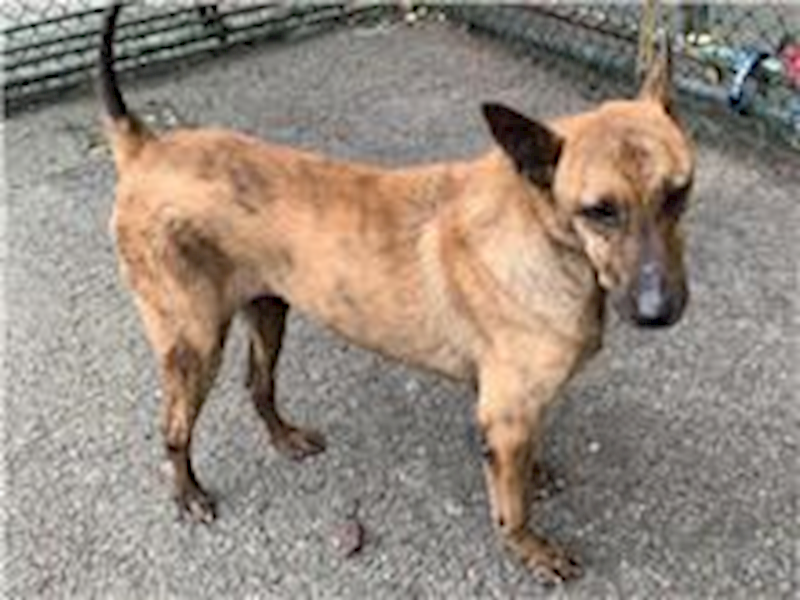 臺北市動物之家,編號:56666, 混種犬          