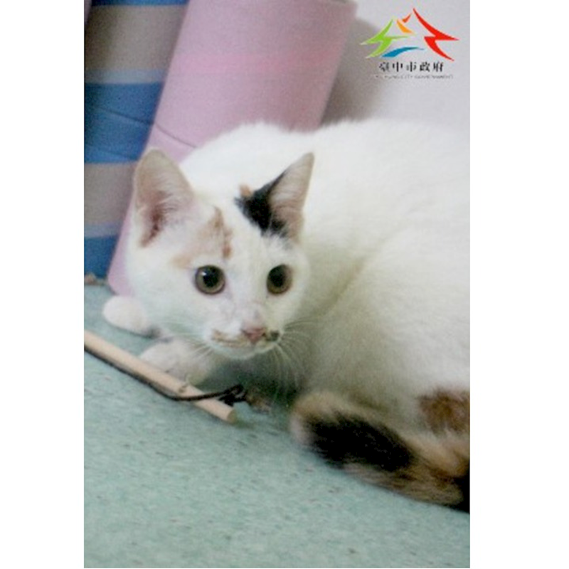 臺中市動物之家后里園區,編號:443959, 混種貓                 