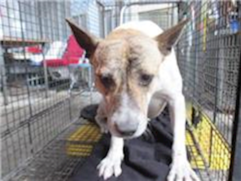 桃園市動物保護教育園區,編號:29054, 混種犬          