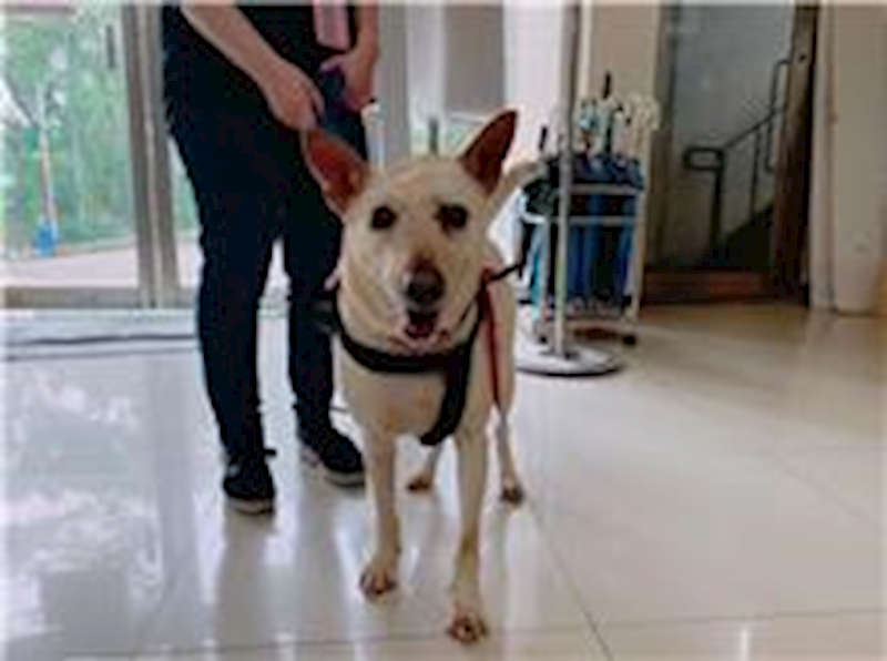 臺北市動物之家,編號:248857, 混種犬          