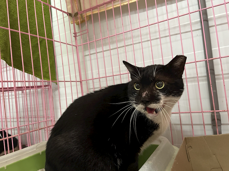 臺北市動物之家,編號:387670, 混種貓                 