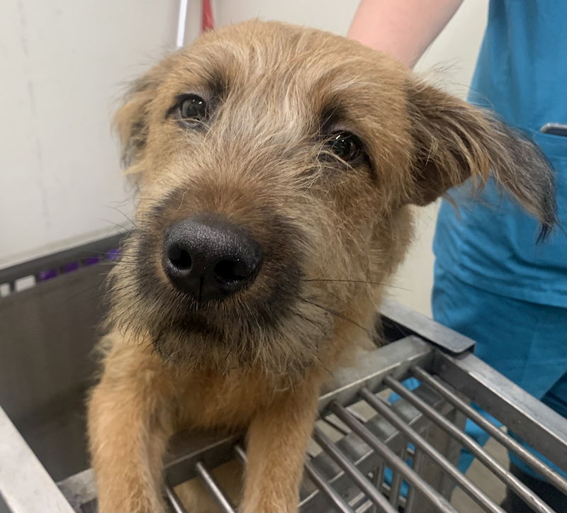 臺北市動物之家,編號:437003, 混種犬          