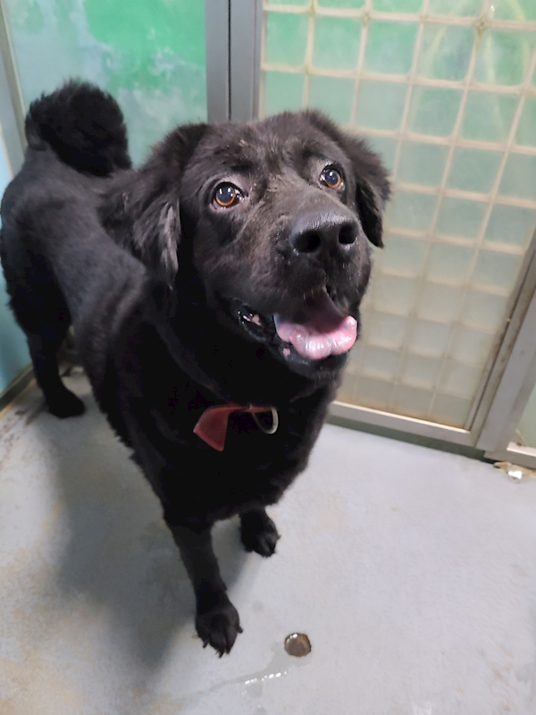 臺北市動物之家,編號:248190, 混種犬          