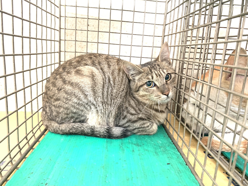 臺北市動物之家,編號:446264, 混種貓                 