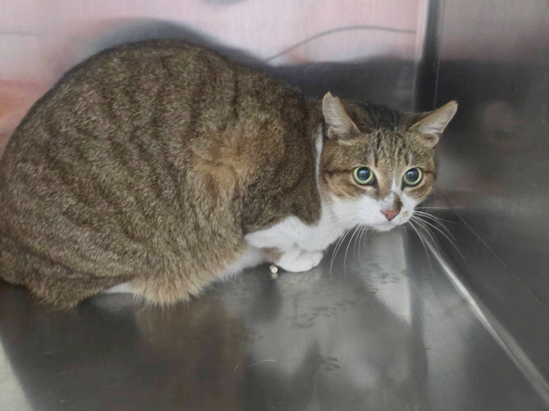 臺北市動物之家,編號:439514, 混種貓                 