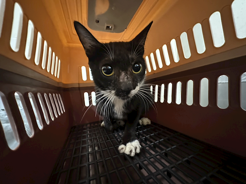 臺北市動物之家,編號:442964, 混種貓                 