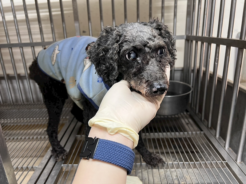 桃園市動物保護教育園區,編號:445304, 貴賓犬        