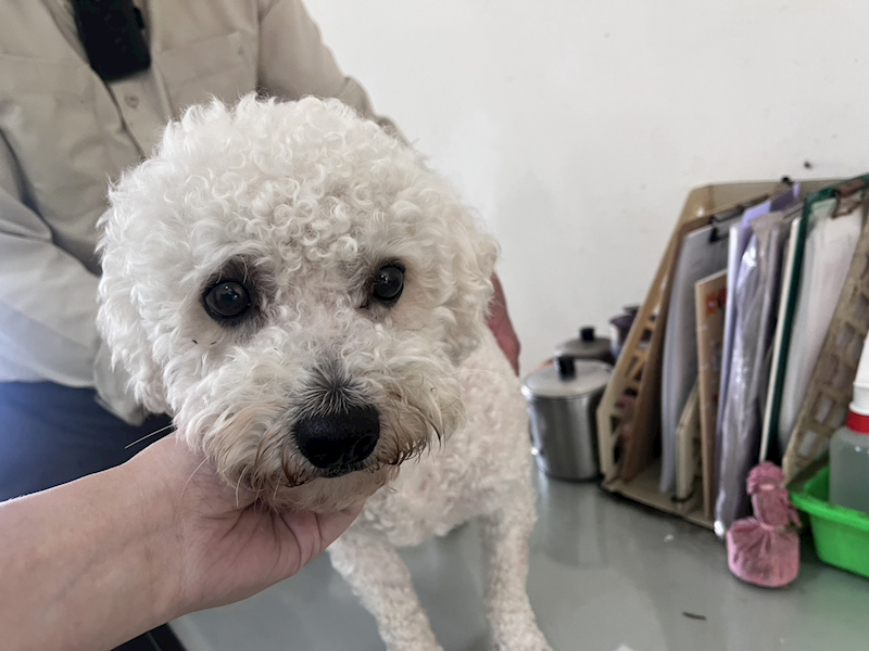 桃園市動物保護教育園區,編號:447200, 比熊犬