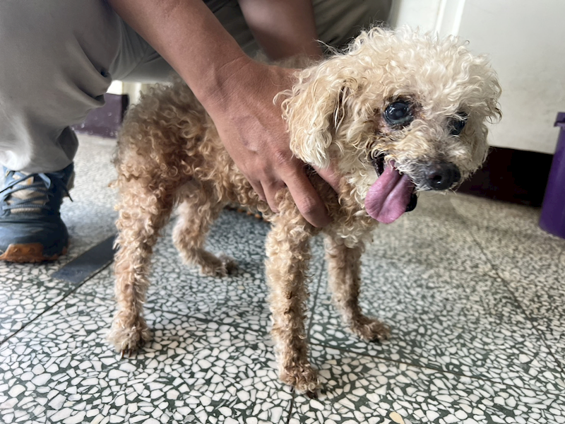 桃園市動物保護教育園區,編號:410319, 貴賓犬        