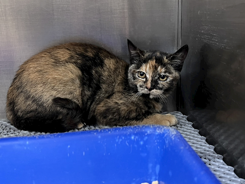 桃園市動物保護教育園區,編號:439856, 混種貓                 