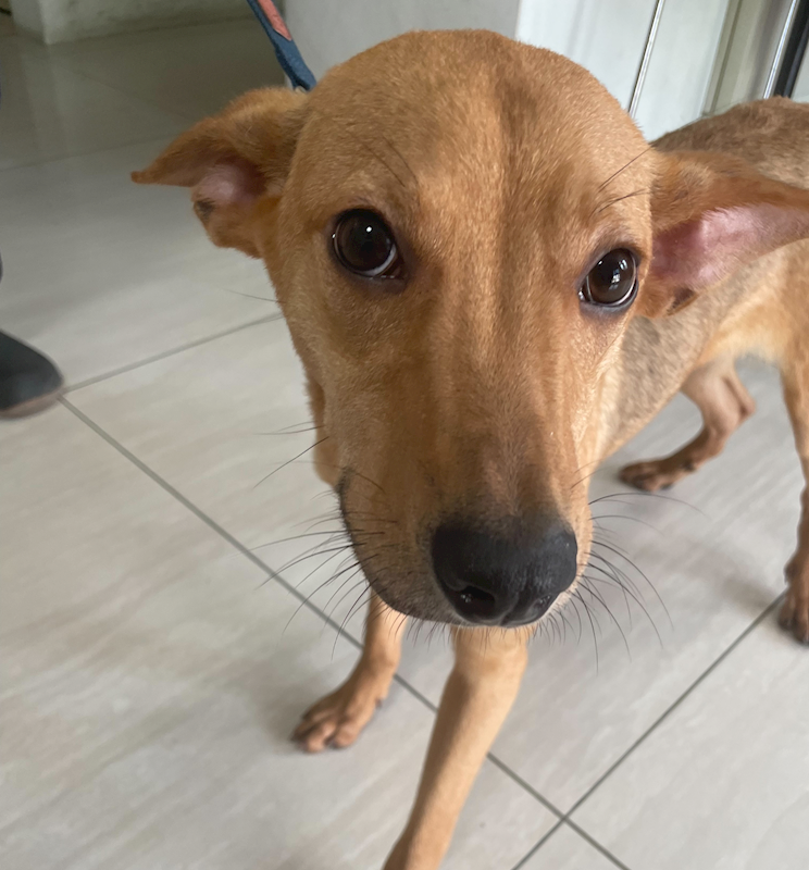 嘉義市動物保護教育園區,編號:447504, 混種犬          