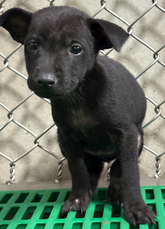 臺東縣動物收容中心,編號:446662, 混種犬          