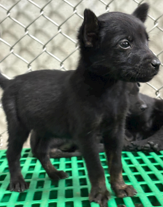 臺東縣動物收容中心,編號:446664, 混種犬          