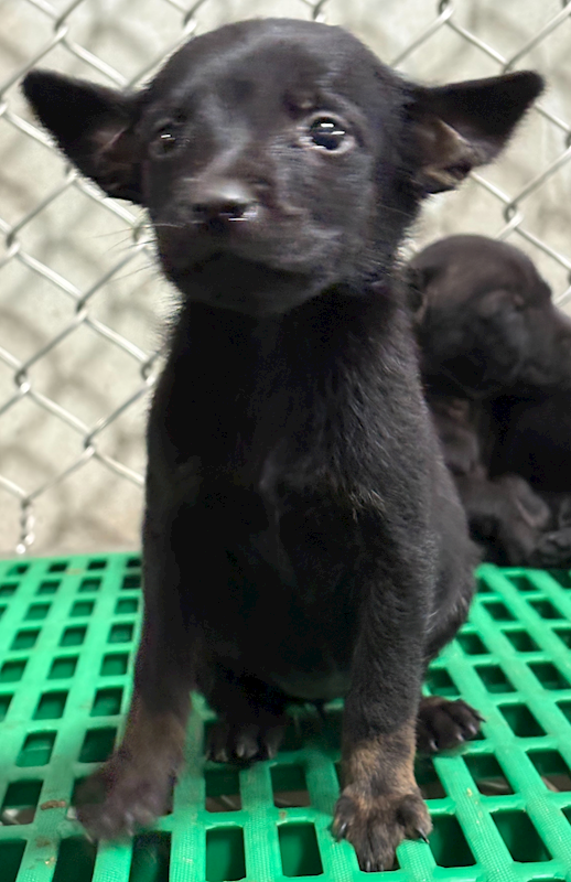 臺東縣動物收容中心,編號:446665, 混種犬          