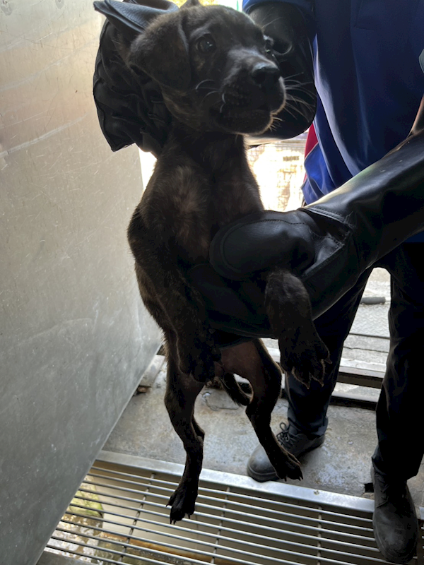 彰化縣流浪狗中途之家,編號:447495, 混種犬          