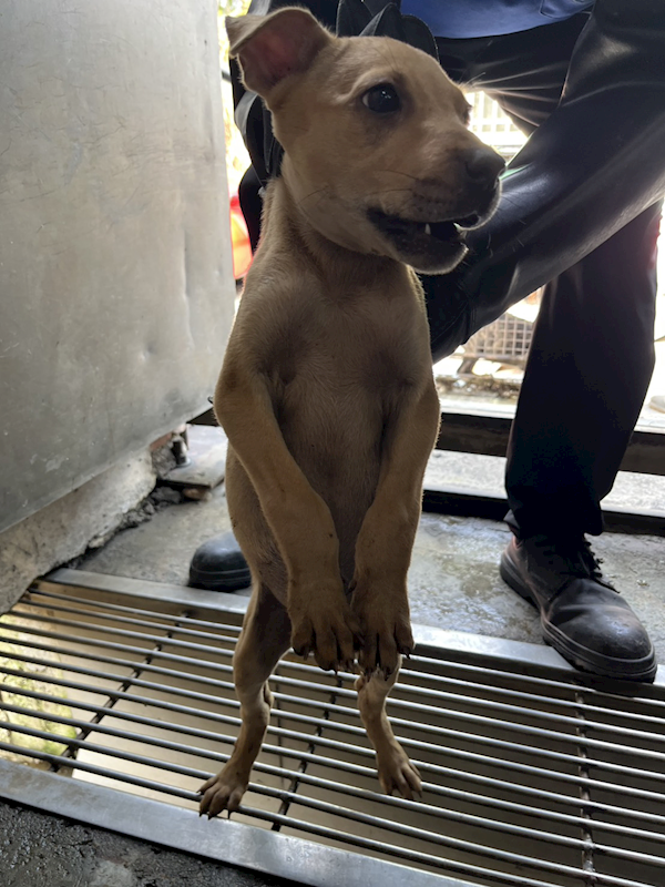 彰化縣流浪狗中途之家,編號:447492, 混種犬          