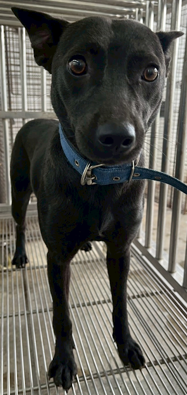 花蓮縣狗貓躍動園區,編號:444095, 混種犬          