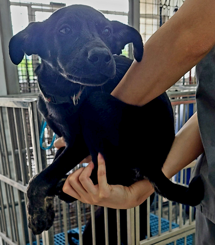 花蓮縣狗貓躍動園區,編號:414502, 混種犬          