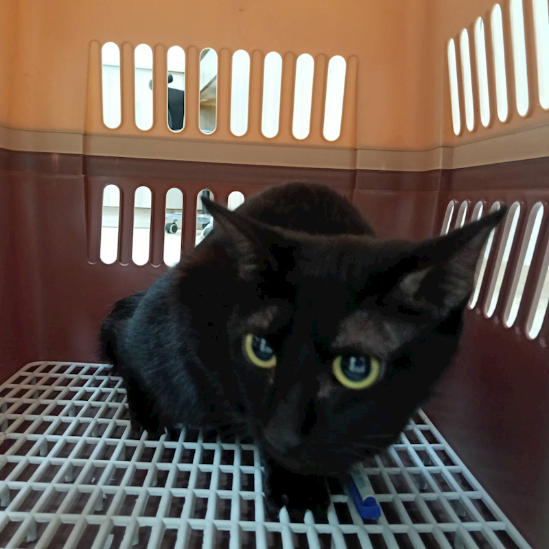 新竹市動物保護教育園區,編號:445903, 混種貓                 